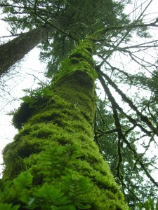Moss and ferns in Portland, Oregon